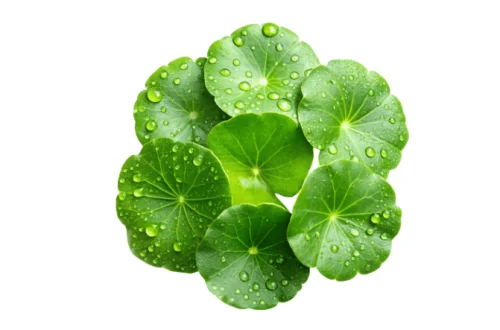 SKIN1004 - Centella Asiatica