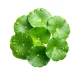 SKIN1004 - Centella Asiatica
